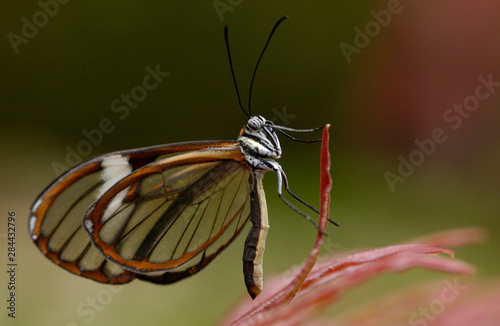 Clear-winged Butterfly (Hyalurga sp ?) Cloud forest. Mindo Western slope of Andes Ecuador, South America photo