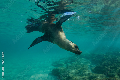 Galapagos Sea lion (Zalophus wollebaeki) underwater, Galapagos, Ecuador. photo