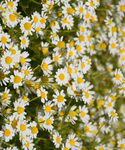 Chamomile flowers. Pharmaceutical camomile. Medicinal plant chamomile, flowering. © eleonimages