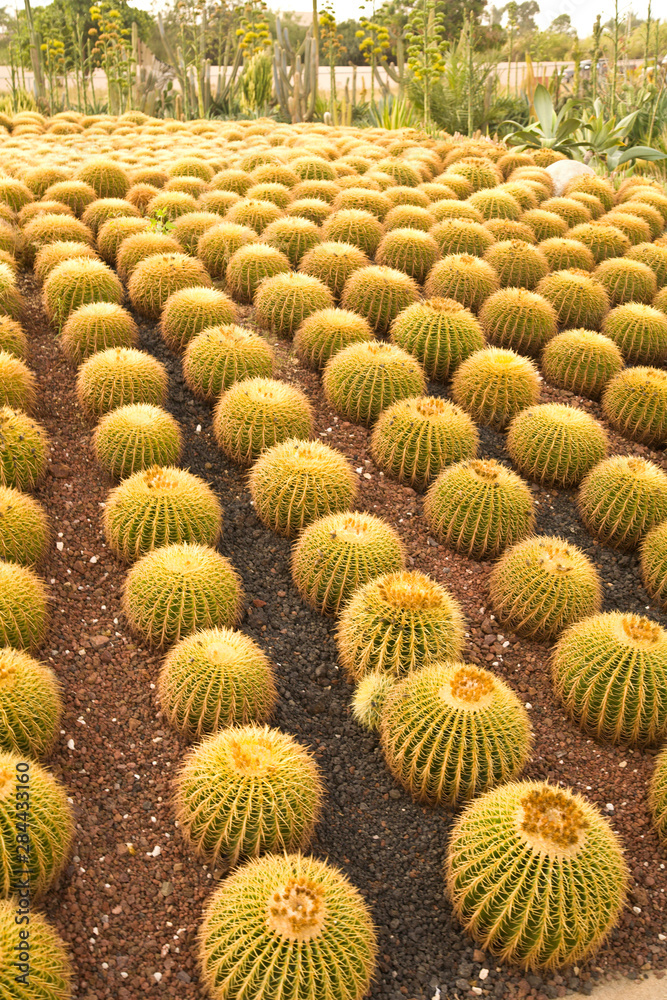 Cacti Mundo Los Cabos Botanical Garden, Los Cabos , Baja California, Mexico Cacti Mundo Los Cabos Botanical Garden, Los Cabos , Baja California, Mexico