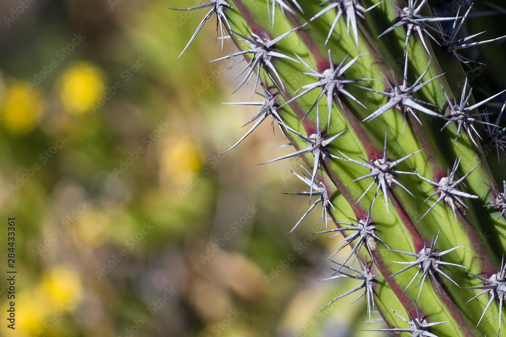 Baja, Isla Santa Catalina, Gulf of California, Mexico. Close-up of Cardon cactus. Baja, Isla Santa Catalina, Gulf of California, Mexico. Close-up of Cardon cactus.