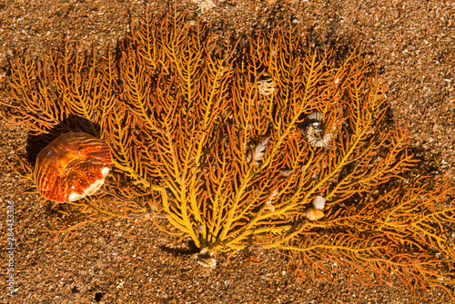 Canvas Print Mexico, Baja California, Sea of Cortez