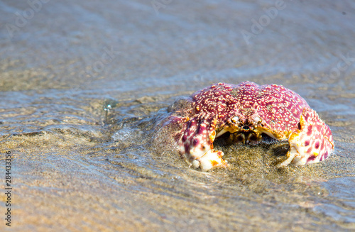 Baja, Sea of Cortez, Gulf of California, Mexico. Magdalena Beach. Close-up of a Box Crab. photo