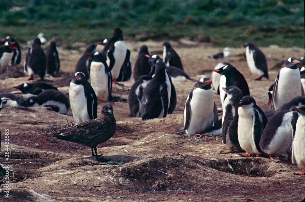 Naklejka premium South Atlantic Ocean; Falkland Islands, East Falkland Island. A Brown Skua (Catharacta antarctica) looking for an opportunity to nab a Gentoo Penguin (Pygoscelis papua) chick.