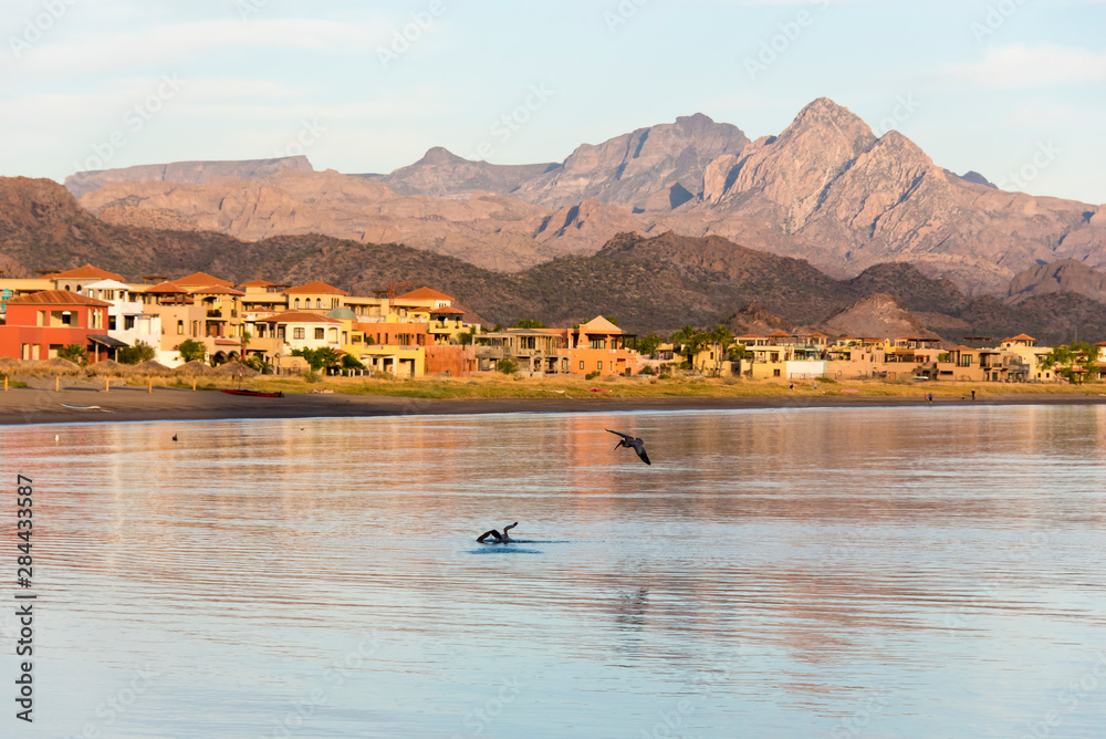 Mexico, Baja California Sur, Sea of Cortez, Loreto Bay. Brown Pelicans dive for fish in calm bay. Early morning walkers on beach