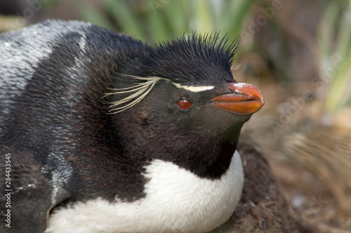 Falkland Islands, West Falkland, West Point Island aka Albatross Island. Southern Rockhopper penguin (wild: Eudyptes chrysocome)