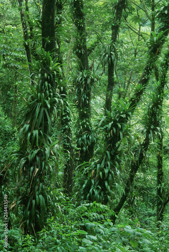 Costa Rica, Arenal National Park, rainforest foliage.