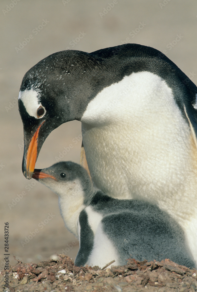 Fototapeta premium Gentoo Penguin, (Pygoscelis papua), adult feeding chick, Saunders Island, Falkland Islands.