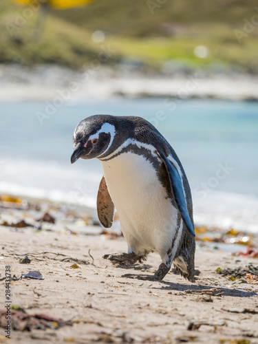 Magellanic Penguin (Spheniscus magellanicus) at beach. Falkland Islands photo