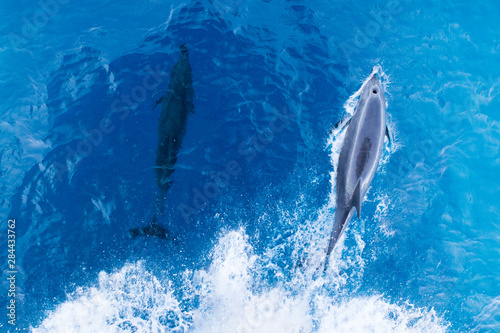 Bottlenose dolphins. Baja California, Sea of Cortez, Mexico. © Tom Norring/Danita Delimont