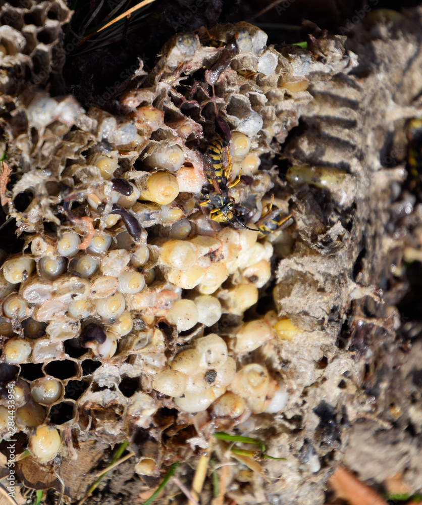 Vespula vulgaris. Destroyed hornet's nest. Vespula vulgaris. Destroyed hornet's nest.