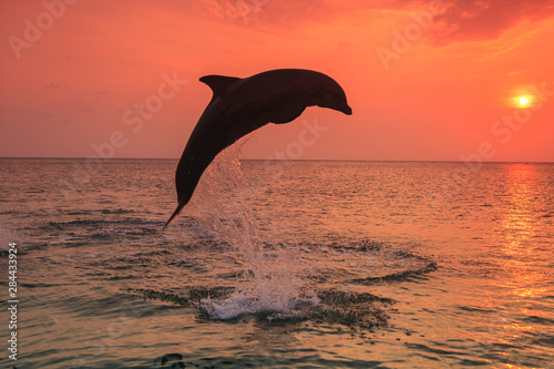 Bottlenose Dolphins (Tursiops Truncatus) Caribbean Sea, near Roatan, Honduras © Stuart Westmorland/Danita Delimont