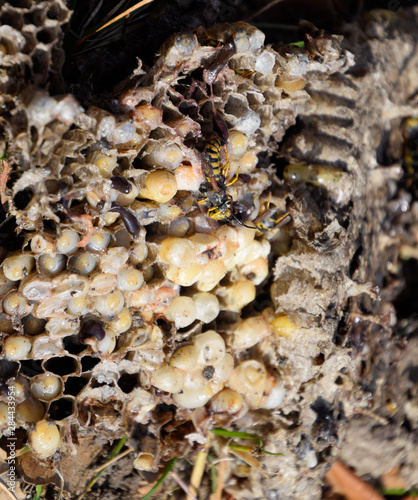 Vespula vulgaris. Destroyed hornet's nest.