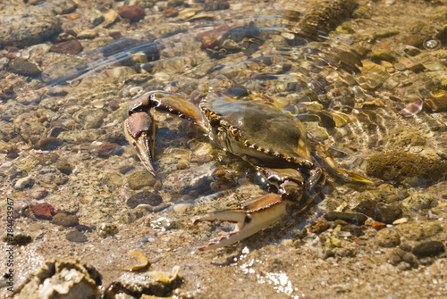 Mexico  Baja California  Bahia de las Animas. Blue Crab  Callinectes sapidus  in estuary that leads to Bahia de las Animas