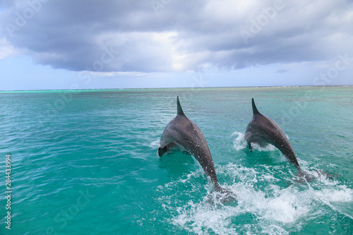 Bottlenose Dolphins (Tursiops Truncatus), Caribbean Sea, Roatan, Bay Islands, Honduras