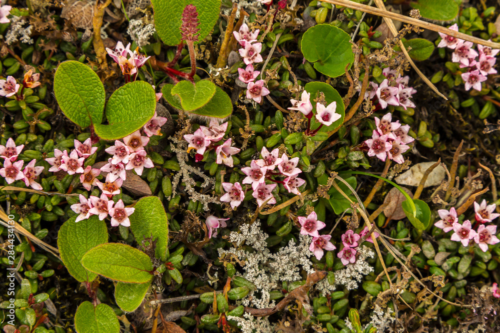 USA, Alaska, Nome. Tundra flowers and groundcover. Credit as: Cathy & Gordon Illg / Jaynes Gallery / DanitaDelimont.com USA, Alaska, Nome. Tundra flowers and groundcover. Credit as: Cathy & Gordon Illg / Jaynes Gallery / DanitaDelimont.com