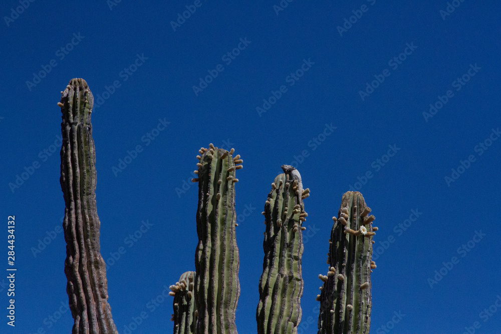 Flowering cactus plants. Isla San Esteban. Baja California, Sea of Cortez, Mexico.