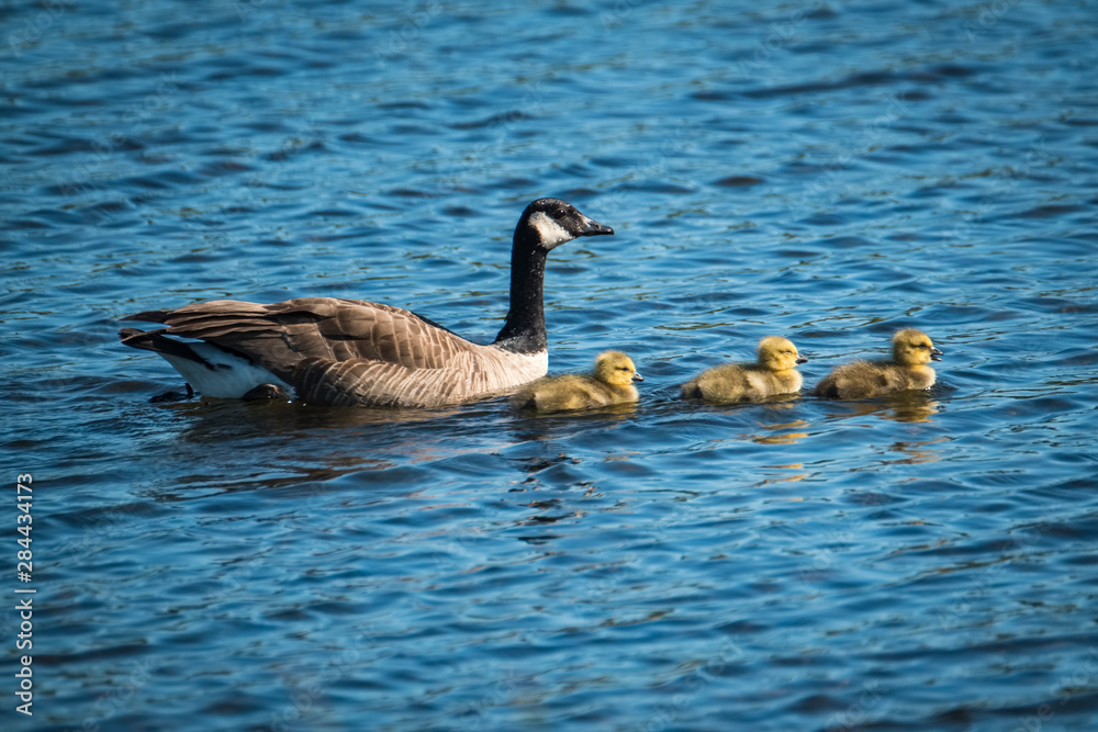 Fototapeta premium USA, Alaska, goose, chicks