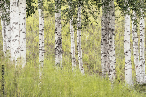 USA  Alaska. Paper birch trees and grasses. Credit as  Don Paulson   Jaynes Gallery   DanitaDelimont.com