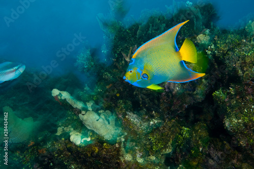 Queen Angelfish (Holacanthus ciliaris), Caribbean Scuba Diving, Roatan, Bay Islands, Honduras, Central America