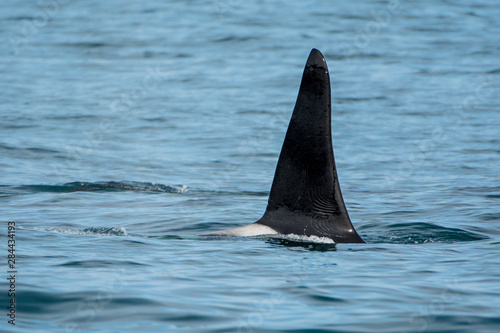 Killer whale or orca pod (Orcinus orca), Resurrection Bay, Kenai Fjords National Park, Alaska, USA.