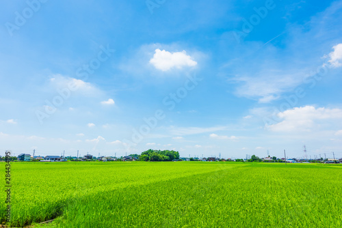 水田地帯　Rice Fields, Japan. © kurosuke
