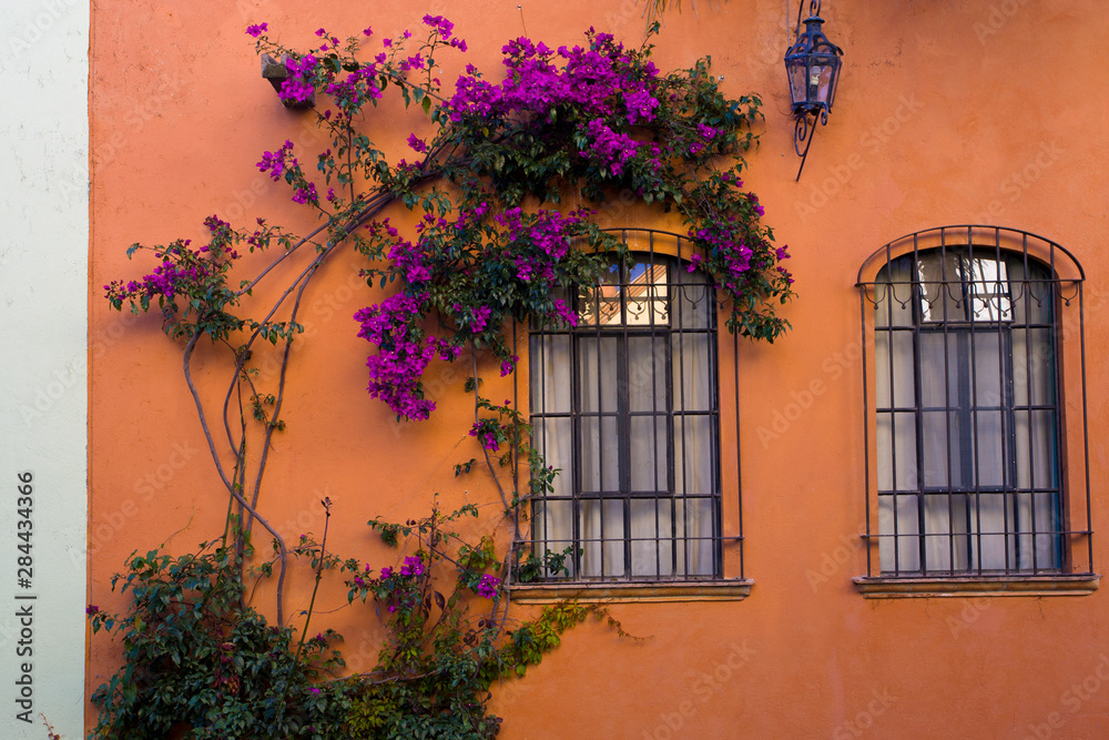 Mexico, San Miguel de Allende. Bougainvillea surrounding one of two windows in orange wall.