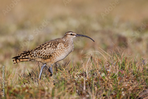 Bristle-thighed Curlew, sub-arctic territory photo