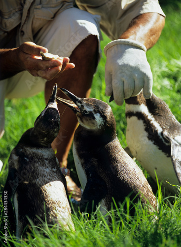 Slika na platnu Uruguay; Piriapolis; Banded penguins at the animal rescue facility