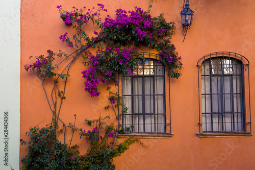 Mexico, San Miguel de Allende. Bougainvillea surrounding one of two windows in orange wall.