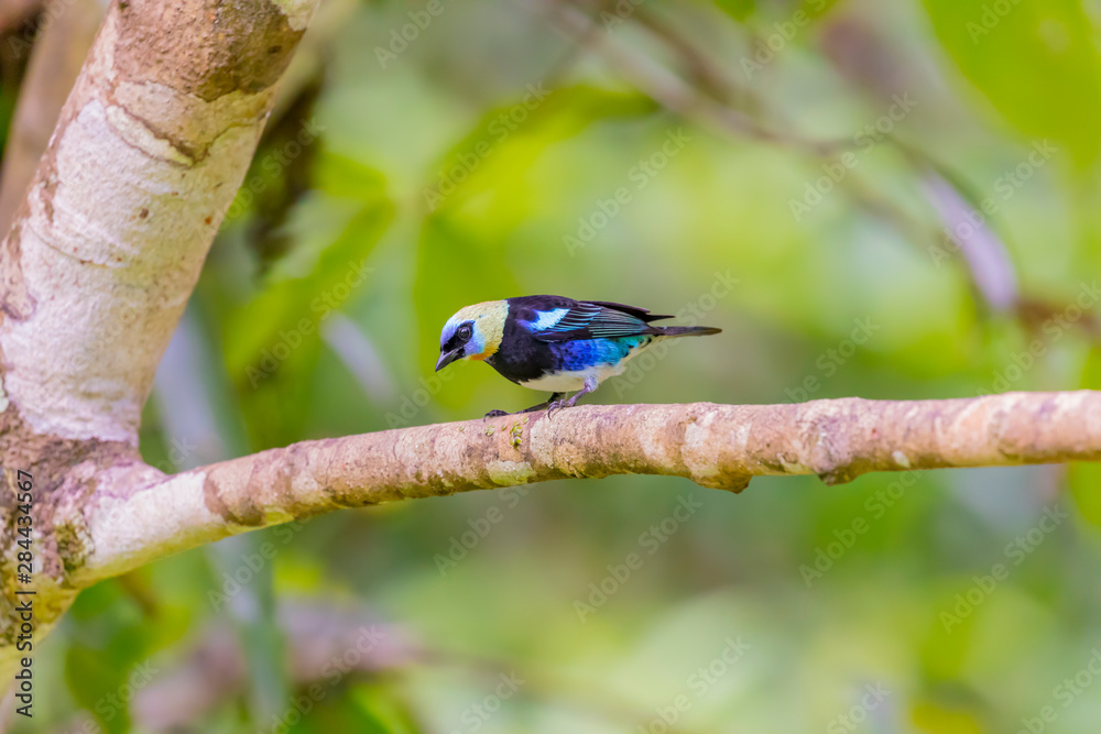 Obraz premium Central America, Costa Rica. Male golden-hooded tanager. 