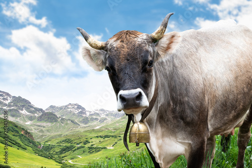 Fototapeta Naklejka Na Ścianę i Meble -  Cow In Mountains In Summer