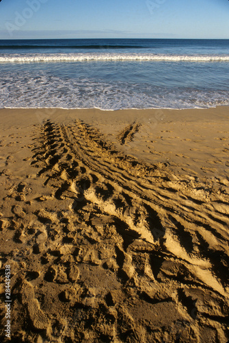 Costa Rica  Playa Grande  tracks seen in morning of giant leatherback turtle  Dermoochelys coriacea  which laid eggs in sand previous night