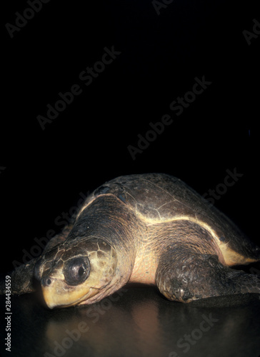 Olive Ridley Turtle, (Lepidochelys olivacea), Nesting female, Nancite Beach, Santa Rosa, Costa Rica.