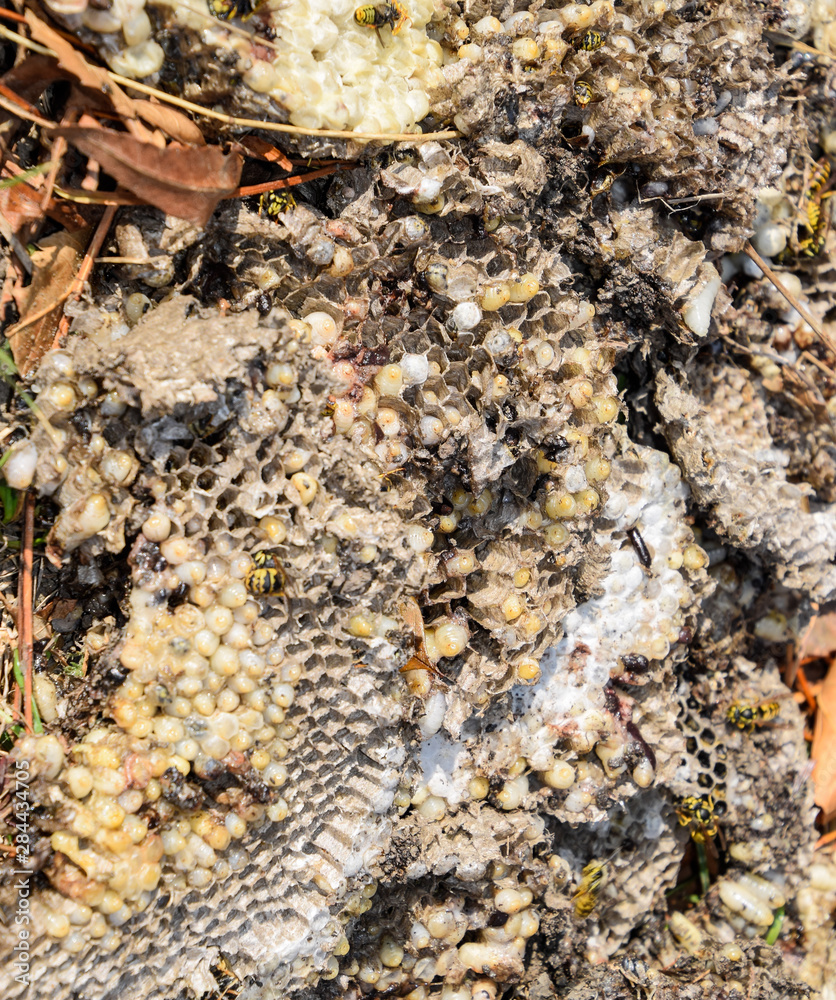 Destroyed hornet's nest. Drawn on the surface of a honeycomb hornet's nest. Larvae and pupae of wasps. Vespula vulgaris