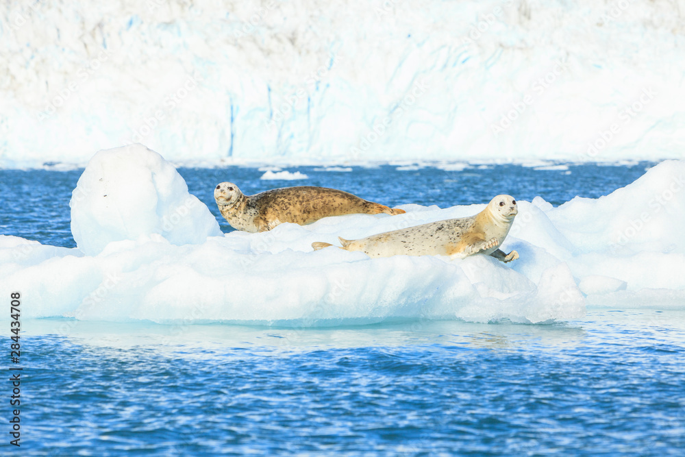 Harbor Seals on Ice (Phoca Vitulina), College Fjord, near Yale Glacier, Prince William Sound, Alaska