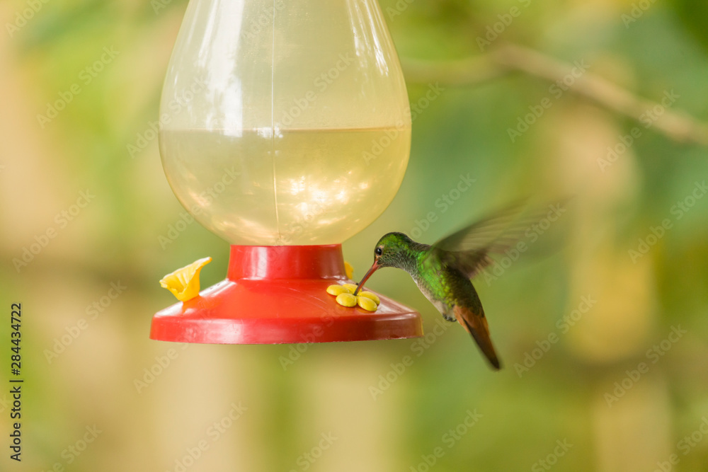 Obraz premium Arenal area of Costa Rica. Rufous-tailed (Amazilia tzacatl) hummingbird feeding at a sugar-water feeder.