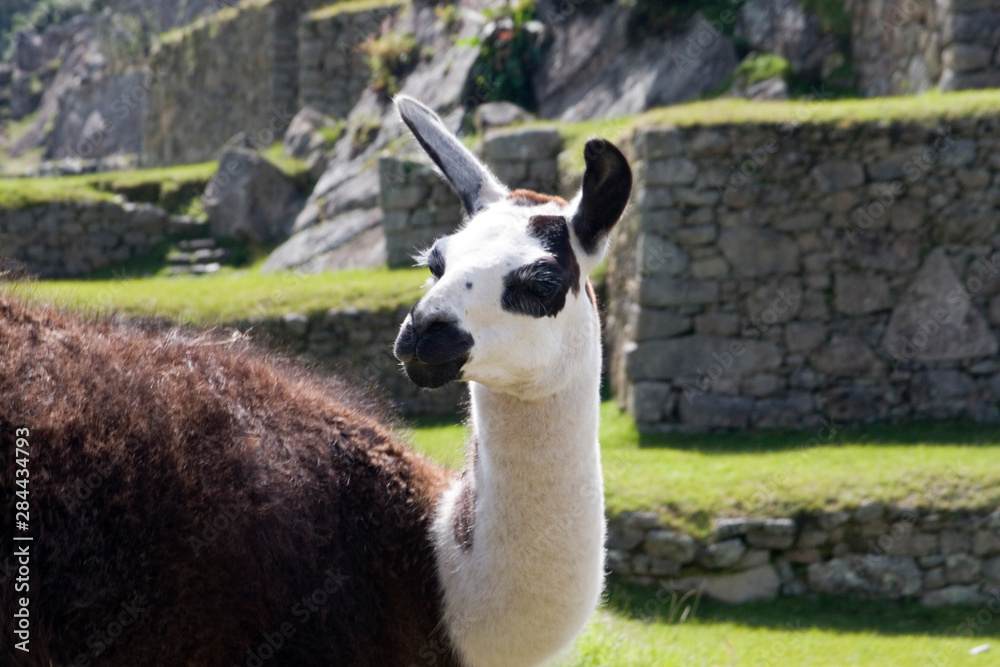 Obraz premium South America - Peru. Llama posing on main plaza in the lost Inca city of Machu Picchu.