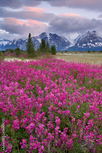 USA, Alaska, Alsek River Valley. View of wildflowers and Fairweather Range. Credit as: Don Paulson / Jaynes Gallery / Danita Delimont.com © Jaynes Gallery/Danita Delimont