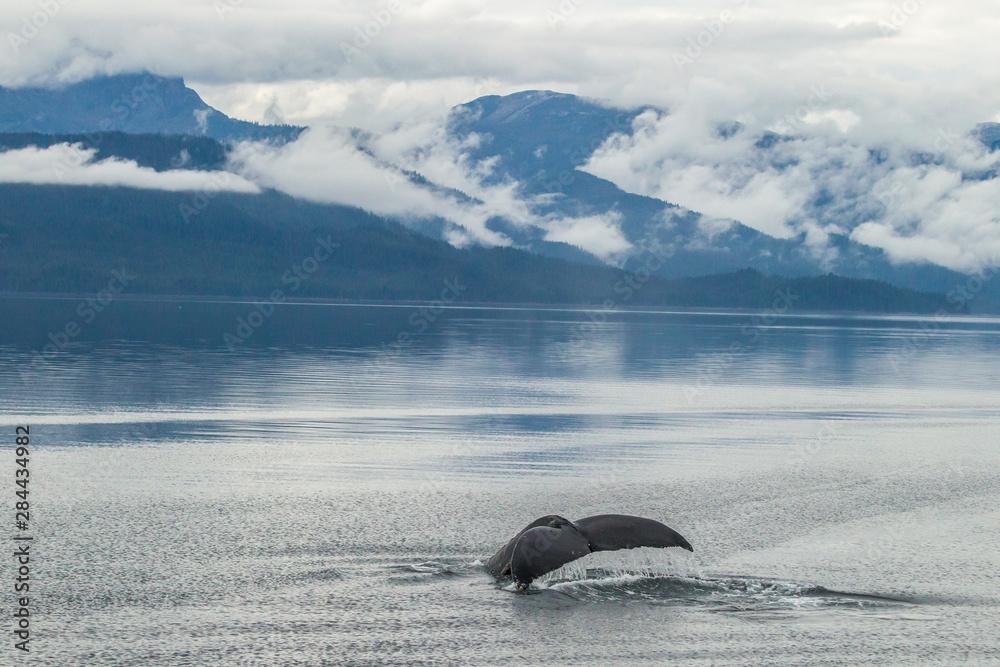Obraz premium USA, Alaska, Tongass National Forest. Humpback whale diving. Credit as: Cathy & Gordon Illg / Jaynes Gallery / DanitaDelimont.com
