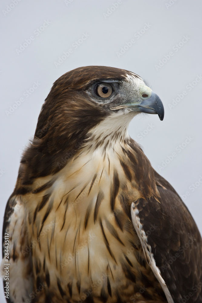 USA, Alaska, Ketchikan. Close-up front view of red-tailed hawk. USA, Alaska, Ketchikan. Close-up front view of red-tailed hawk.