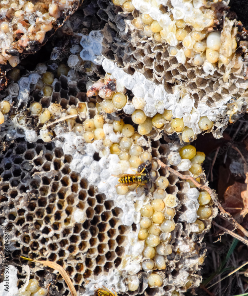 Destroyed hornet's nest. Drawn on the surface of a honeycomb hornet's nest. Larvae and pupae of wasps. Vespula vulgaris Destroyed hornet's nest. Drawn on the surface of a honeycomb hornet's nest. Larvae and pupae of wasps. Vespula vulgaris