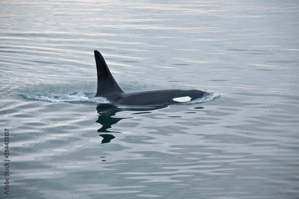 Fototapeta premium USA, Alaska, Inside Passage, Orcas Cruising
