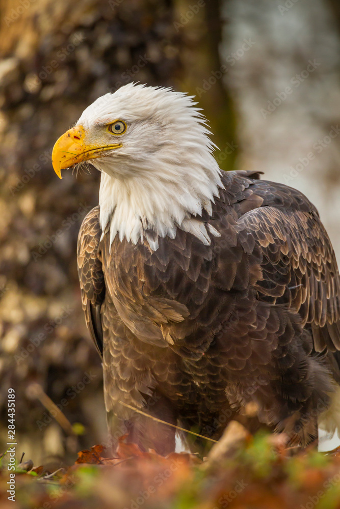 USA, Alaska, Chilkat Bald Eagle Preserve. Bald eagle on ground. Credit as: Cathy & Gordon Illg / Jaynes Gallery / DanitaDelimont.com USA, Alaska, Chilkat Bald Eagle Preserve. Bald eagle on ground. Credit as: Cathy & Gordon Illg / Jaynes Gallery / DanitaDelimont.com