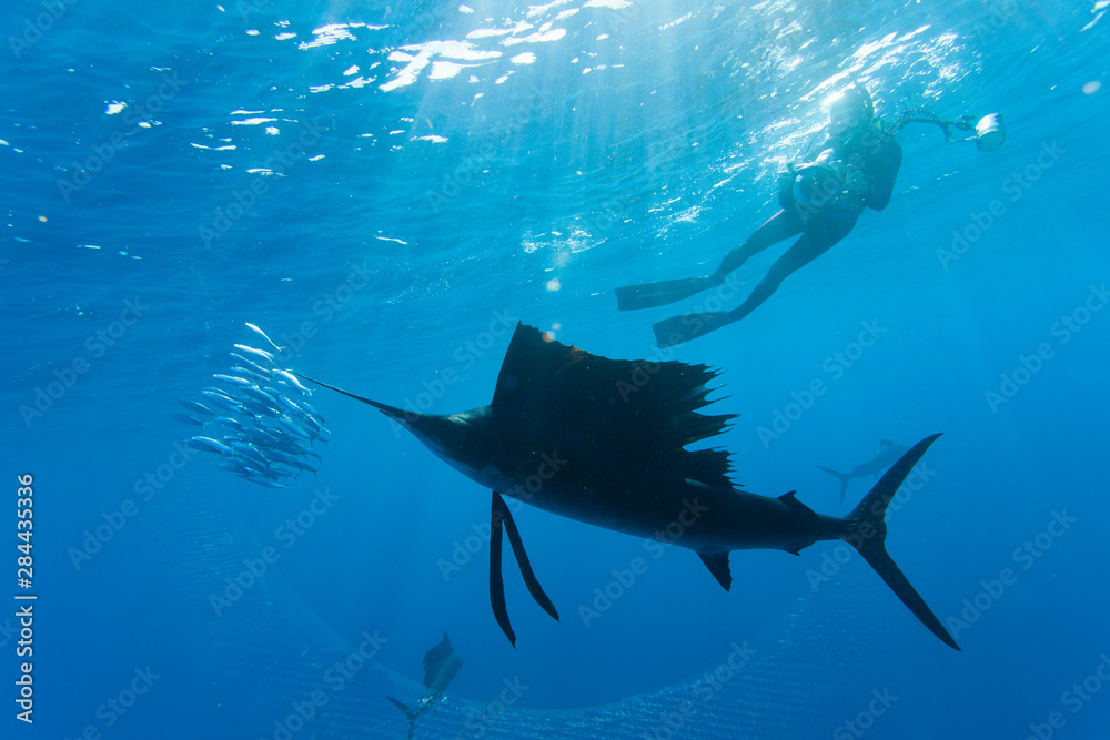 Obraz premium Sailfish (Istiophorus albicans) feeding on Brazilian Sardines (Sardinella brasiliensis) about 10 miles offshore from Isla Mujeres, Yucatan Peninsula, Mexico