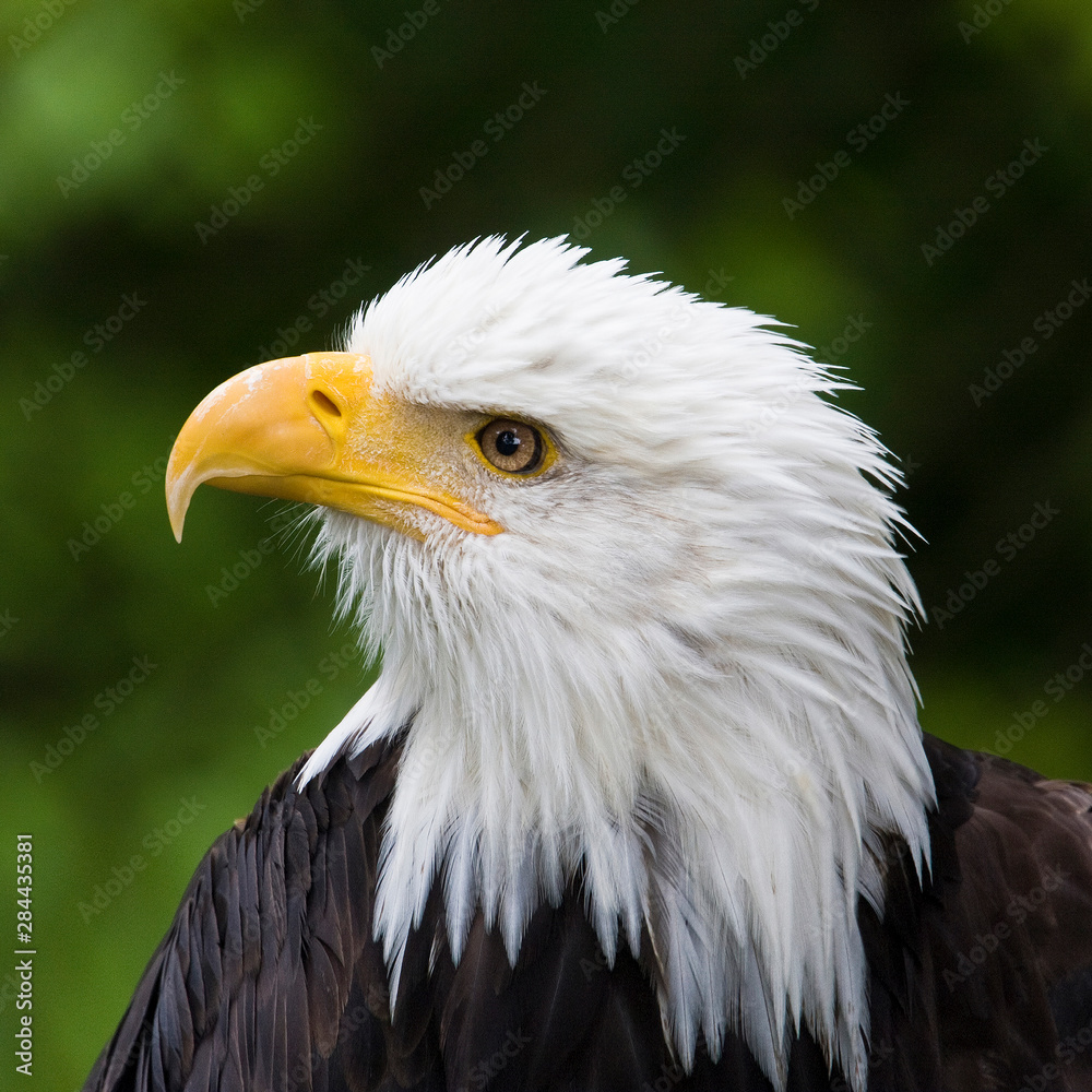 Obraz premium Raptor Center, Sitka, Alaska. Close-up of a bald eagle.