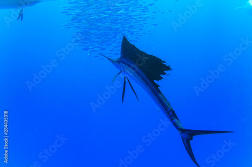 Sailfish (Istiophorus albicans) feeding on Brazilian Sardines (Sardinella brasiliensis) about 10 miles offshore from Isla Mujeres, Yucatan Peninsula, Mexico