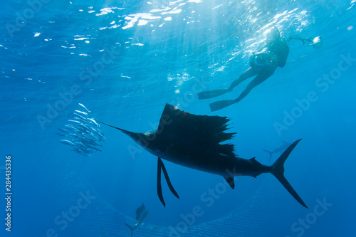 Sailfish (Istiophorus albicans) feeding on Brazilian Sardines (Sardinella brasiliensis) about 10 miles offshore from Isla Mujeres, Yucatan Peninsula, Mexico
