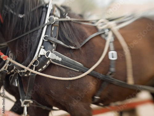 Tucson, Arizona. Details of draft horses during preparation for Tucson rodeo parade © David H. Wells/Danita Delimont