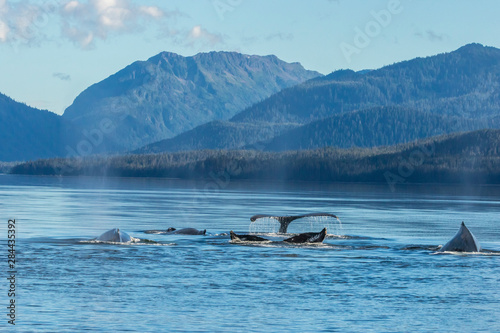 USA, Alaska, Tongass National Forest. Humpback whales surfacing & diving. Cre...